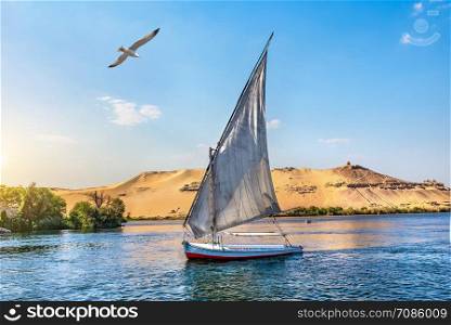 Seagull over sailboat on river Nile in Aswan at sunset, Egypt. Seagull over sailboat
