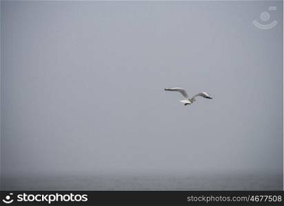 Seagull over the Baltic sea