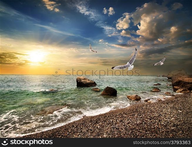 Seagull over the sea in the mountains