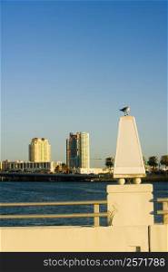 Seagull perched on the bridge, Miami, Florida, USA