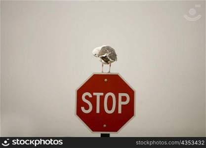 Seagull perching on a stop sign