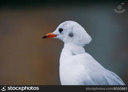 Seagull perching on railing in the harbor