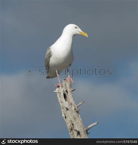 Seagull perching on tree stump, Kenora, Lake of The Woods, Ontario, Canada
