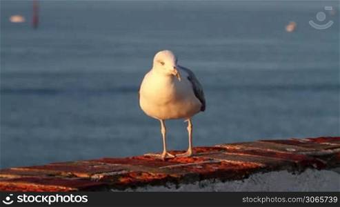 Seagull posing in the sunrise light