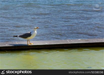 Seagull resting on a wall between water