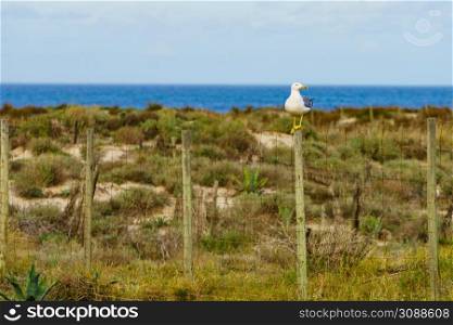 Seagull seaside bird sitting on fance at the sea dune. Seagull seaside bird sitting on fance at sea dune