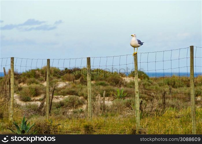 Seagull seaside bird sitting on fance at the sea dune. Seagull seaside bird sitting on fance at sea dune