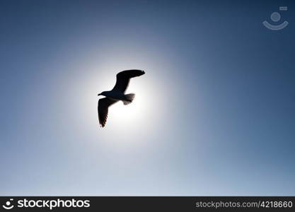 Seagull silhouetted against the sun