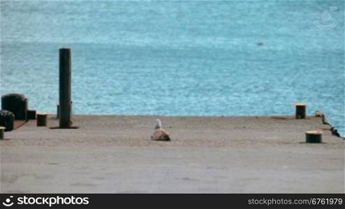 seagull sits on a pier near the sea