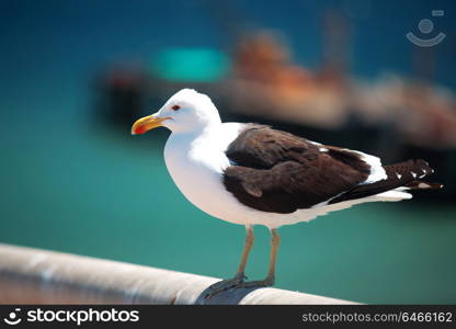 seagull sitting on a fence in the port of Valparaiso, Chile.