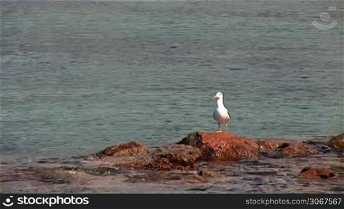 seagull sitting on a rock and flying over the sea