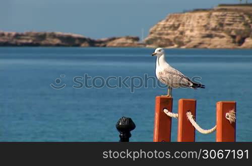 seagull sitting on a rope fence