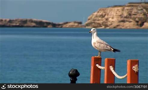 seagull sitting on a rope fence