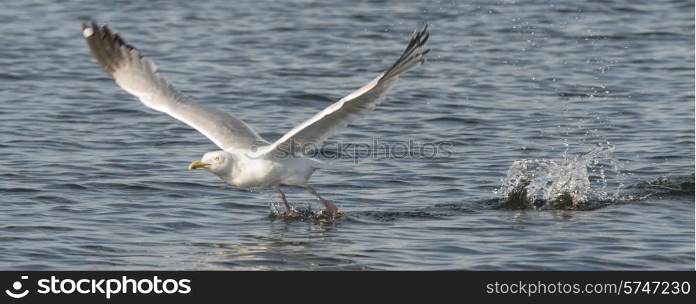 Seagull skimming over the water, Lake of The Woods, Ontario, Canada