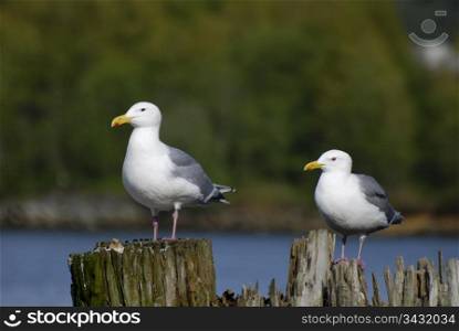 Seagull stand on wood