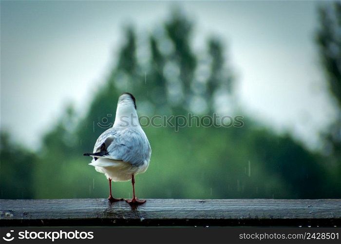 Seagull standing on a board and the rain falling, summer day
