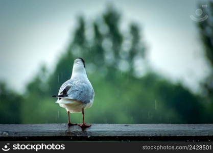 Seagull standing on a board and the rain falling, summer day