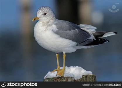 seagull standing on a wooden post in winter