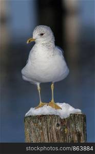 seagull standing on a wooden snowy post