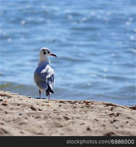 Seagull standing on the sand on sea background. Shallow depth of field.