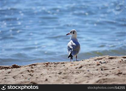 Seagull standing on the sand on the sea background. Shallow depth of field.
