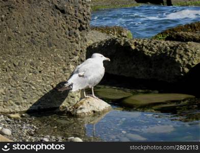 Seagull staying near a seashore. Summertime nature
