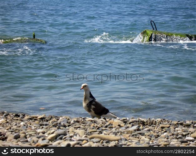 Seagull staying near a seashore. Summertime nature