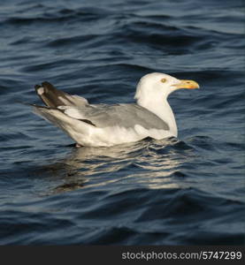 Seagull swimming in a lake, Kenora, Lake of The Woods, Ontario, Canada