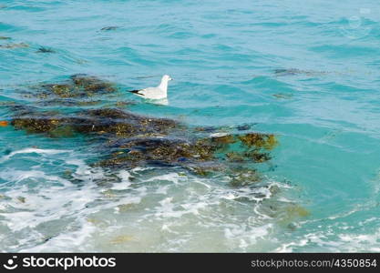 Seagull swimming in the sea