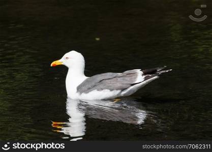 Seagull swimming on a pond in Brittany during spring