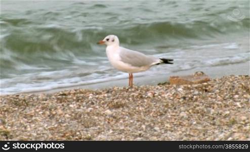 seagull walks on seacoast.