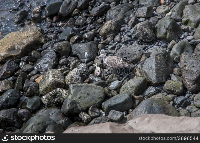 seagull with fish freshly prey