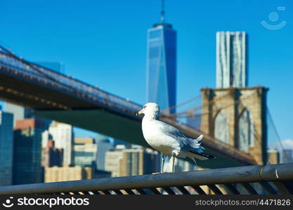 Seagull with Manhattan skyline and Brooklyn bridge in background, New York City.