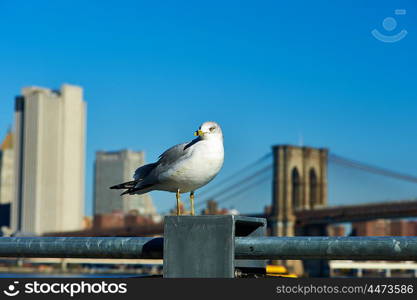 Seagull with Manhattan skyline and Brooklyn bridge in background, New York City.