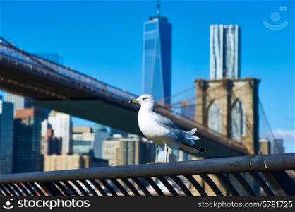 Seagull with Manhattan skyline and Brooklyn bridge in background, New York City.
