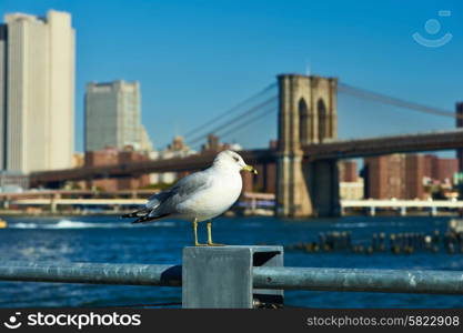 Seagull with Manhattan skyline and Brooklyn bridge in background, New York City.