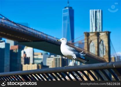 Seagull with Manhattan skyline and Brooklyn bridge in background, New York City.