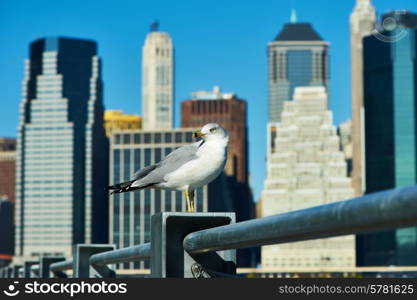 Seagull with Manhattan skyline in background, New York City.