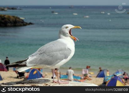 Seagull with mouth wide open and tongue sticking out.