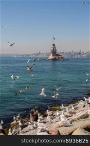 Seagulls and Maidens Tower located in Istanbul