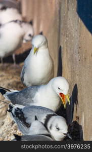 Seagulls and their chicks nested on a building edge in Newcastle, UK