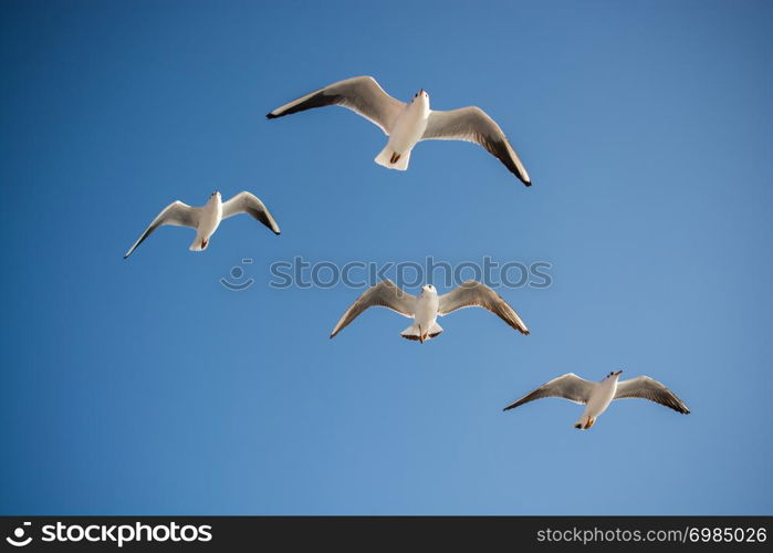Seagulls are flying in sky as a background