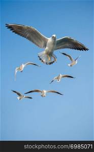 Seagulls are flying in sky as a background