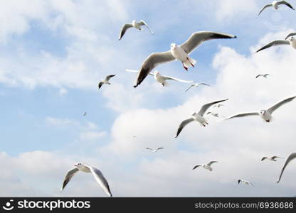 Seagulls are flying in sky over the sea waters