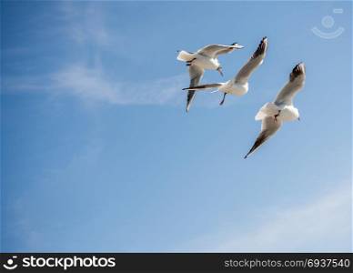 Seagulls are flying in sky over the sea waters