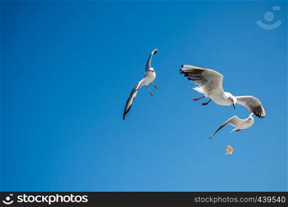 Seagulls are flying in the sky background