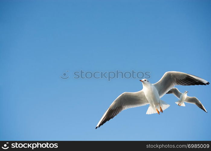 Seagulls are flying in the sky background