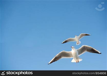 Seagulls are flying in the sky background