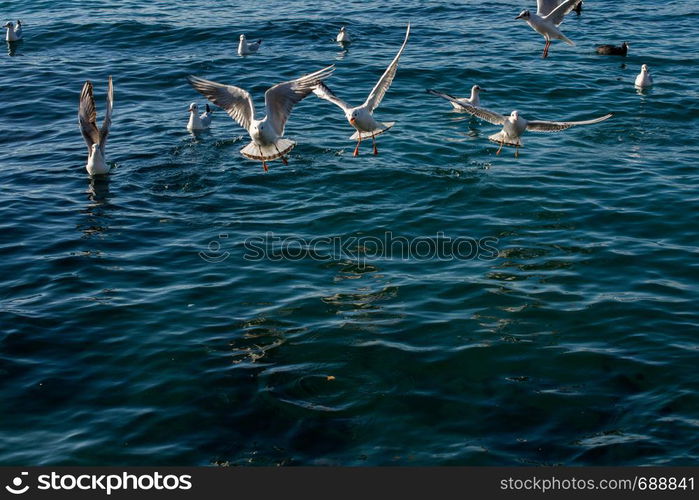 Seagulls are flying in the sky over sea waters