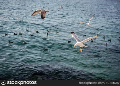 Seagulls are flying in the sky over sea waters